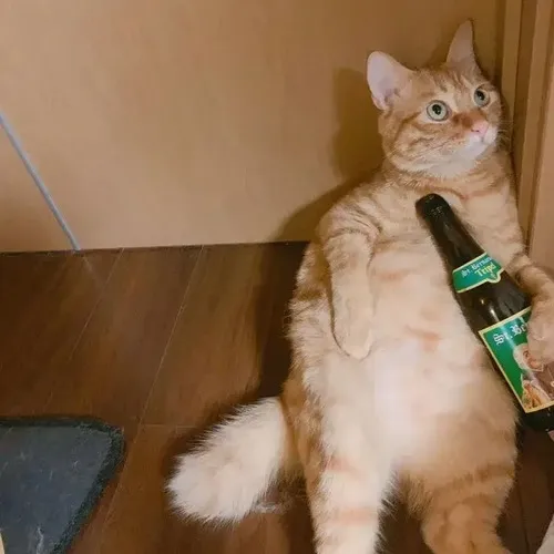 Khoảnh khắc mèo men nhẹ làm rõ nét miệng lèm bèm