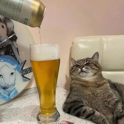 60+ ảnh Meme Mèo Uống Bia Rượu Nhậu Nhẹt hài hước với khoảnh khắc say xỉn