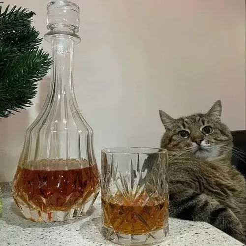 Meme hài mèo nâng lon thể hiện vibe tiệc lầy