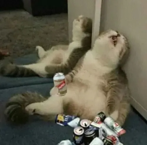 Hình troll mèo gục bàn ghi lại dáng ngủ gục ngộ nghĩnh