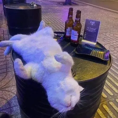 Meme vui mèo ngà ngà thể hiện mood sương sương rất thật