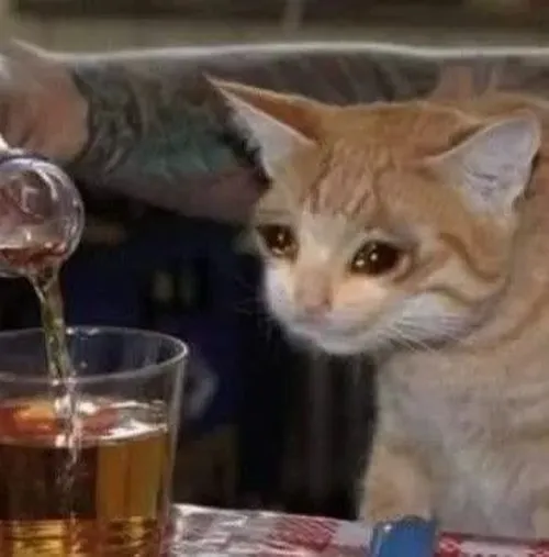 Ảnh meme vui mèo hơi xỉn làm nổi bật bọt bia tràn mép