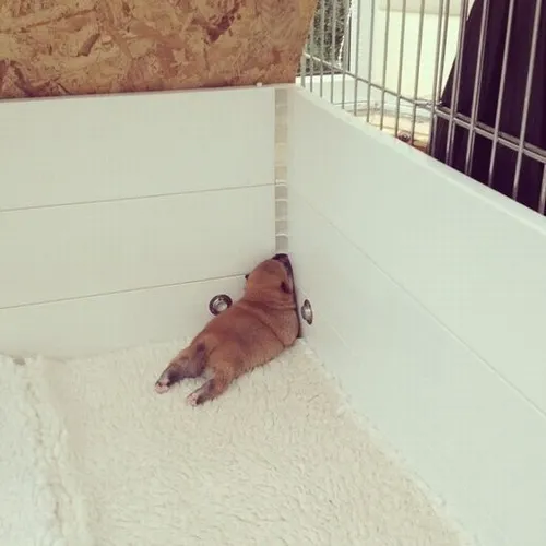 Ảnh chế rầu rĩ thu mình sát tường trong căn phòng đơn