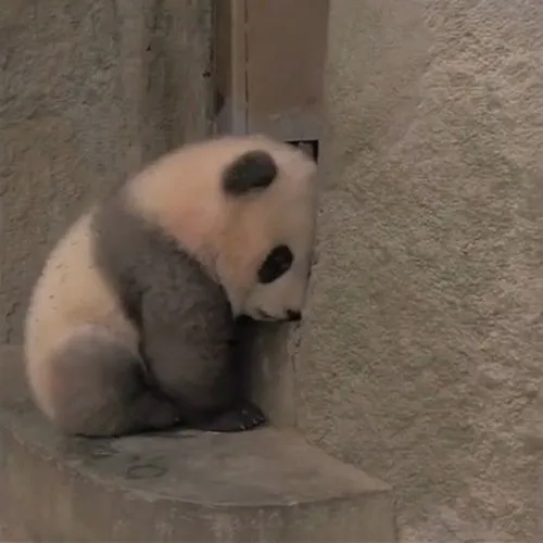 Meme chui vào góc khi cảm giác hụt hẫng lan rộng cả người