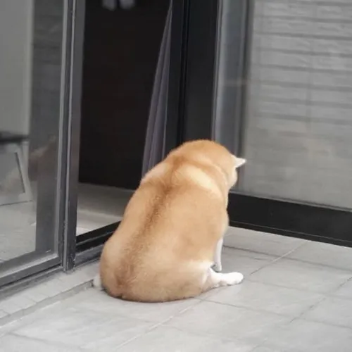 Bộ meme chó ngồi một góc cho những ngày tâm trạng rơi xuống đáy