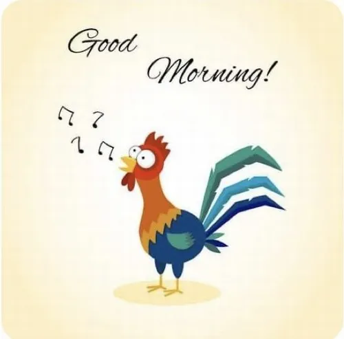 Ảnh troll chú gà gáy vang giữa sân, đánh thức làng quê