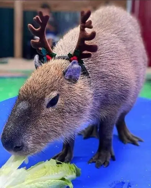 Ảnh vui nhộn chuột Capybara vô cảm, hoàn cảnh éo le