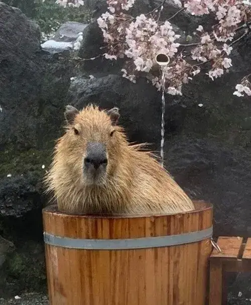 Ảnh meme vui capybara mặt lạnh, khuôn mặt không đổi
