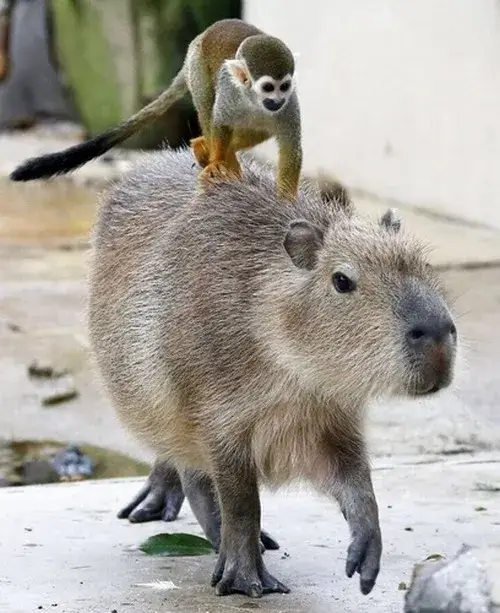 Ảnh hài chuột Capybara đơ toàn tập