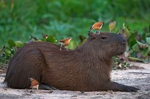 Hình meme capybara phản ứng chậm