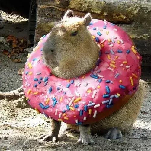 Hình meme hài capybara không cảm xúc, càng éo le