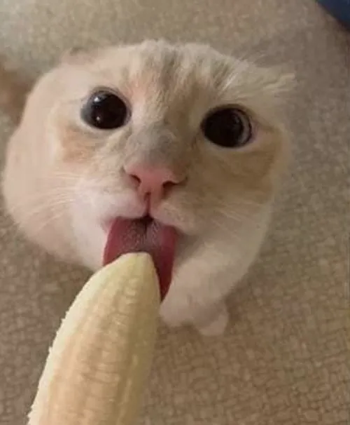 Ảnh meme vui meme ám muội cần đúng ngữ cảnh