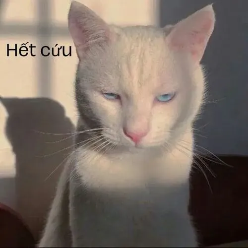 Ảnh mèo vui nhộn Hết cứu luôn rồi trong văn hóa meme Việt