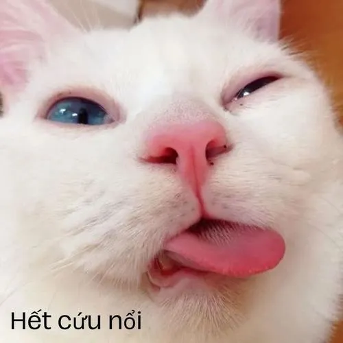 Hình meme mèo Hết cứu gắn mạnh ngôn ngữ mạng xã hội