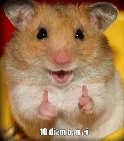 32 Ảnh chế Hamster mười điểm xuất hiện hoài trên Facebook