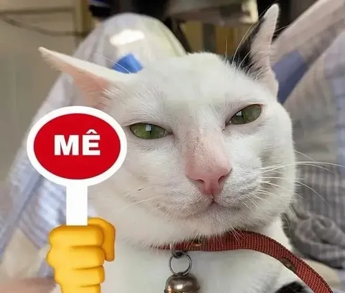 18 Meme hài mèo cho mười điểm cho mấy pha khó nói