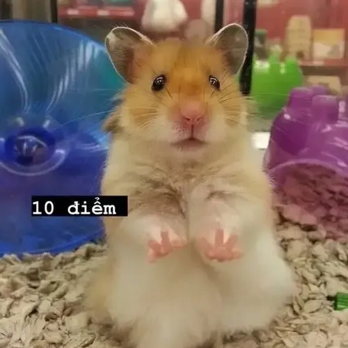 22 Meme 10 điểm dành cho tình huống coi mà cười