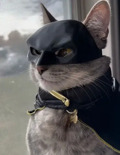 15 Ảnh troll Chiến binh Gotham quan sát Catwoman cảnh giác