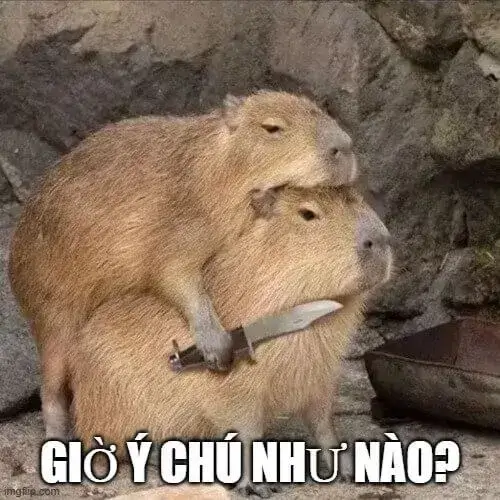 Ảnh vui capybara cầm dao mặt đơ nhìn xa xăm