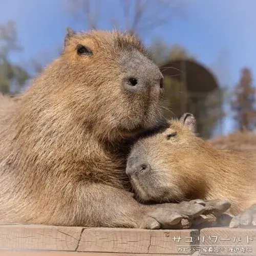 Capybara vô cảm nhưng lại cute khó cưỡng
