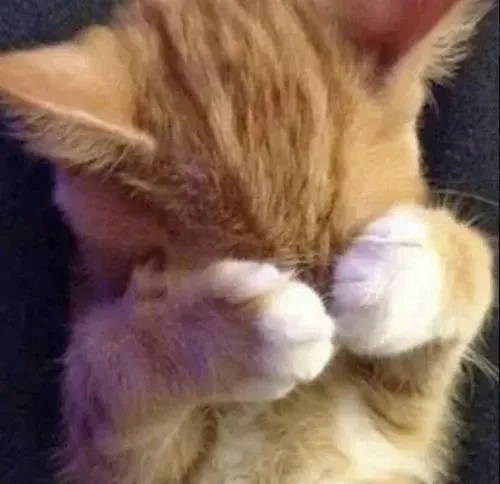 8 Mèo che mặt mắc cỡ phù hợp lúc chứng kiến cảnh muối mặt