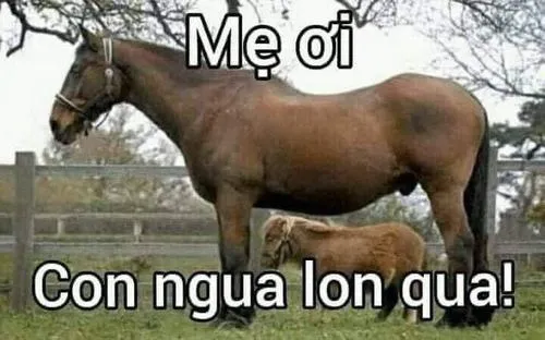 29 Ảnh hài hước ngựa sợ hãi, ánh mắt ngơ đặc trưng run rẩy