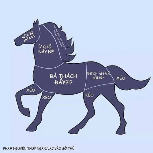 46 Ảnh vui ngựa buồn ngủ, miệng ngựa hé mở ngơ ngác