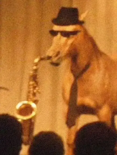 22 Bộ sưu tập meme con ngựa nhìn phát là bật cười