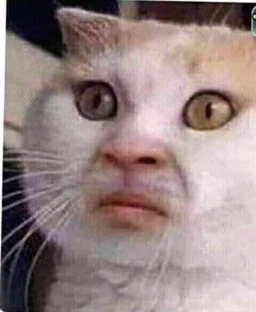 9 Meme mèo đánh giá lan truyền vì quá đúng tâm trạng cộng đồng