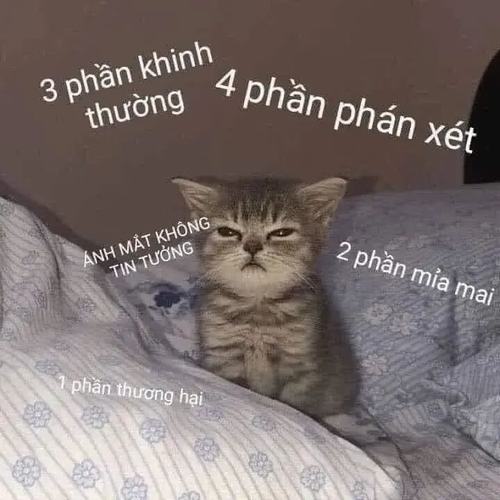 10 Hình meme mèo phán xét chấm điểm phản hồi hành vi xã hội