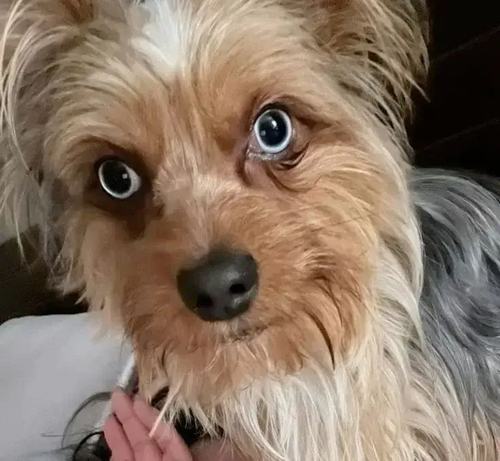 11 Khi cần phán xét vui vui thì meme con chó đánh giá lên tiếng