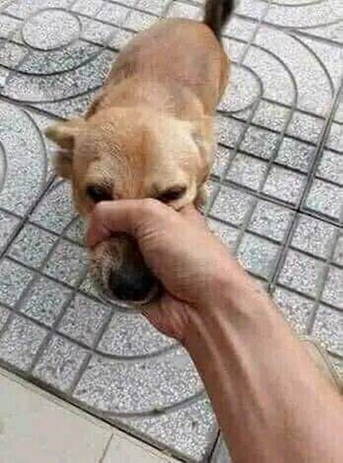 2 Những meme chó đánh giá giúp phán xét nhẹ nhàng mà vẫn thấm