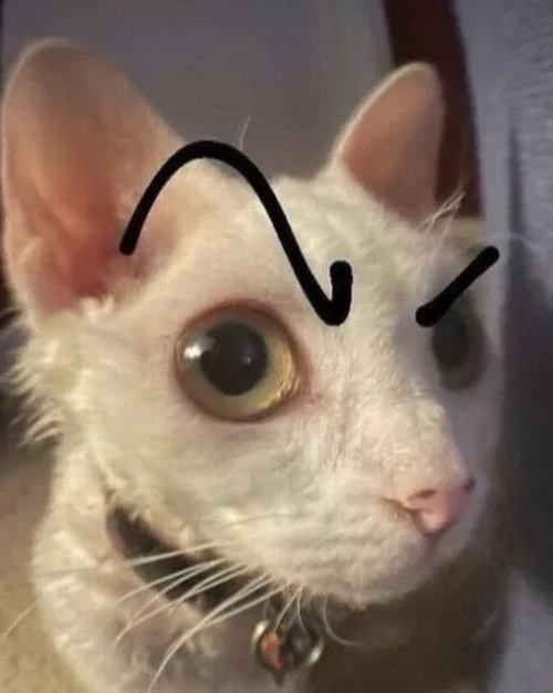 21 Ảnh hài hước bình luận dựa vào ánh nhìn phán xét