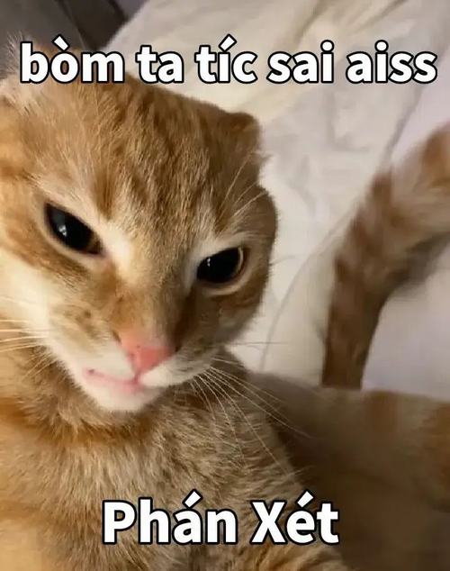 5 Khi meme mèo đánh giá thay bạn nói hộ suy nghĩ trong đầu