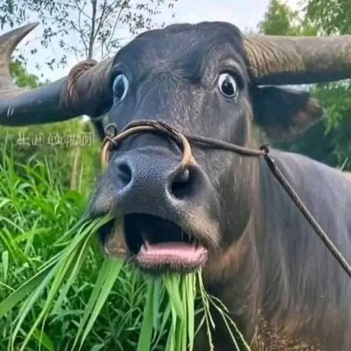 6 Meme ánh mắt con trâu đánh giá châm biếm