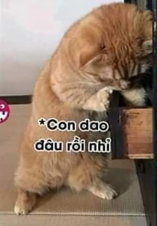 1 Sức hút meme mèo giận dữ bùng nổ trong mọi tình huống dễ kích hoạt