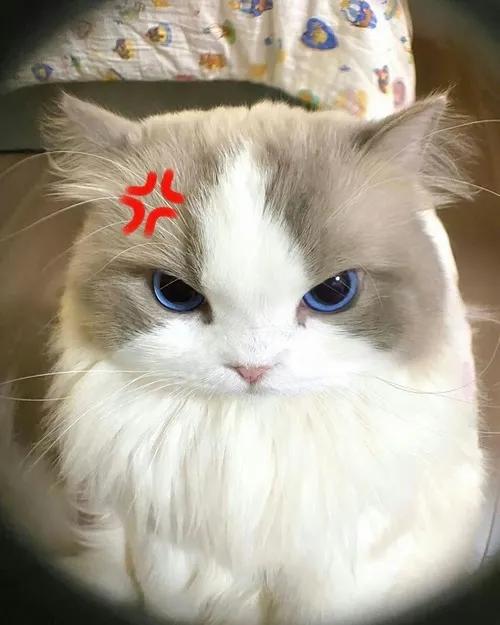 10 Ảnh chế mèo ánh mắt nộ khí dâng trào trong khoảnh khắc