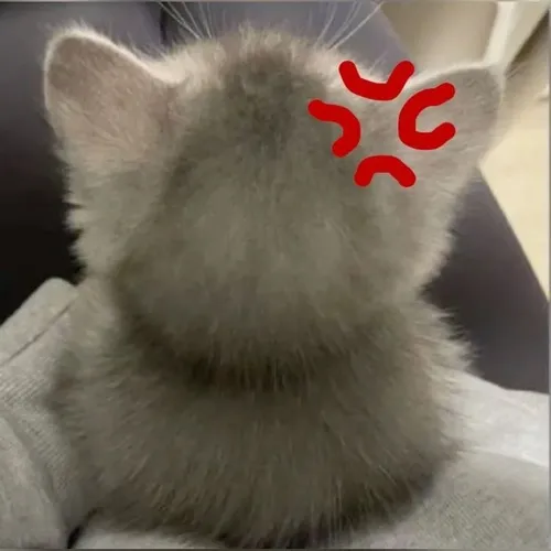 17 Ảnh troll cú chớp cáu nhói xuất hiện giữa tình huống xoay vòng