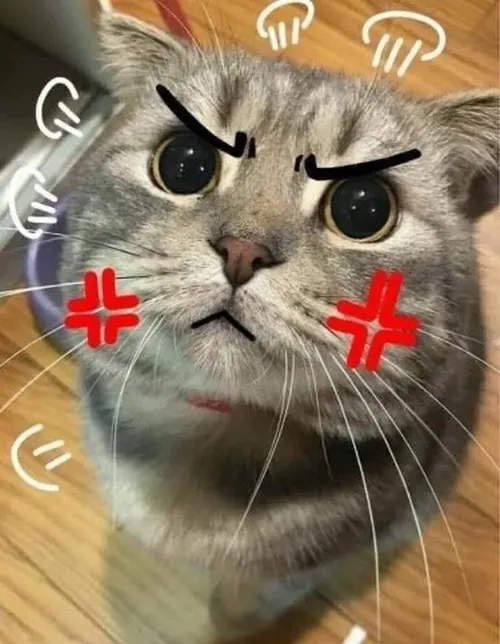 4 Bộ meme mèo giận dữ phù hợp khoảnh khắc nghẹn lời khó giải bày