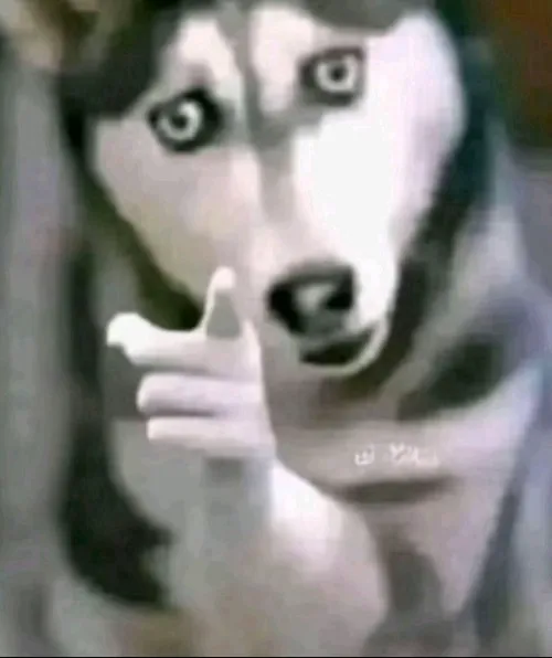6 Cảm giác Husky bực dọc được thổi phồng thành meme giận dữ siêu duyên