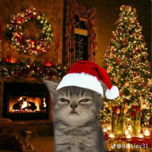 Khoảnh khắc Noel hài hước nhìn là muốn chia sẻ liền