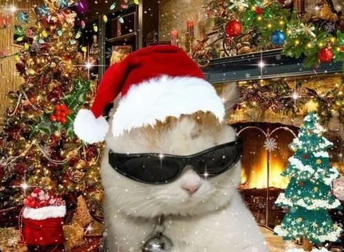 Loạt ảnh chế mèo Noel vui nhộn cho hội mê tiếng cười