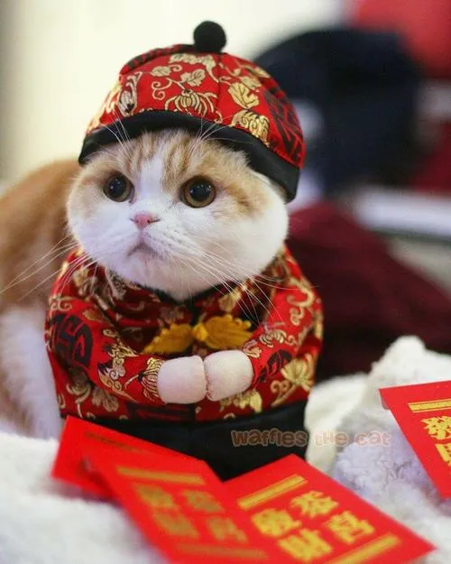 Hình hài Tết châm biếm văn hóa mạng ngày xuân