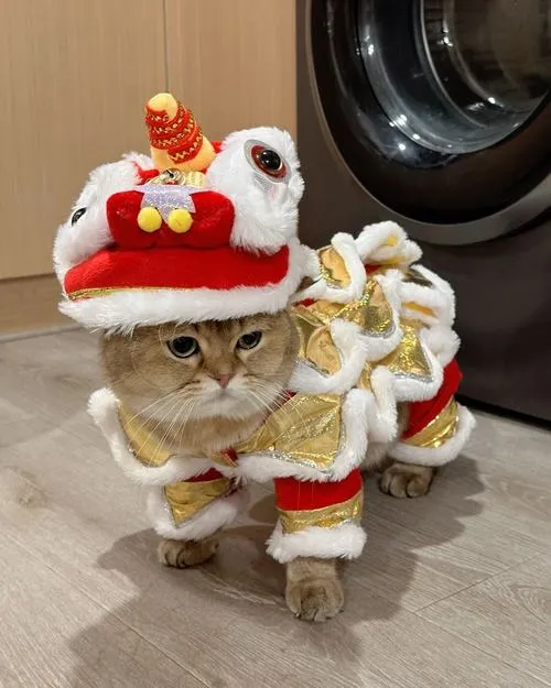 Meme chế dọn dẹp cuối năm với nhà cửa bừa bộn