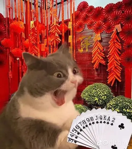 Hình mèo Tết Nguyên Đán khi họ hàng hỏi bao giờ lấy chồng