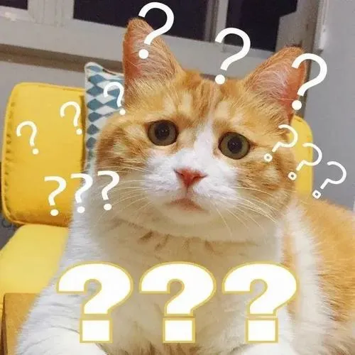 Meme chú mèo trợn mắt bất ngờ cho những pha nghe mà đứng hình