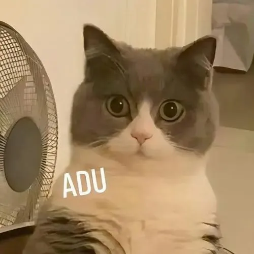 Meme mèo trợn mắt vui nhộn dùng lúc cạn lời với cuộc đời