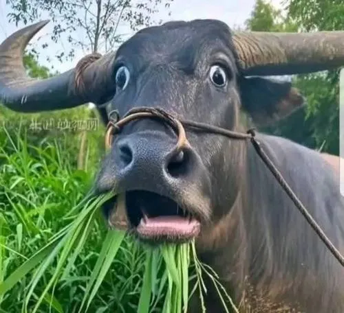 Meme con bò trợn mắt hài hước khi gặp tình huống khó tin