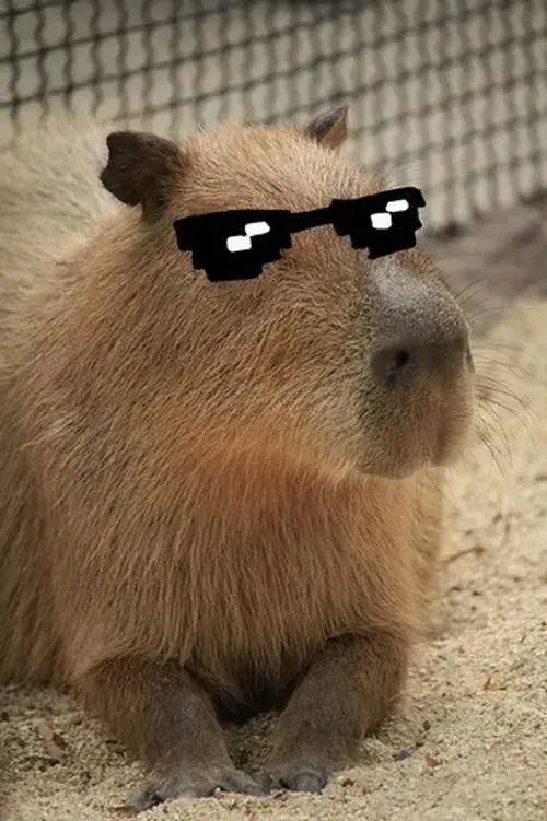 Meme capybara biểu cảm đơ cho những ngày muốn mặc kệ