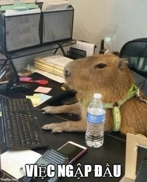 Meme động vật chuột lang nước đơ toàn tập, mặc kệ đời